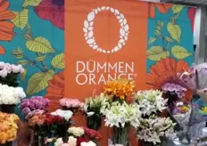 Display of Dümmen Orange.